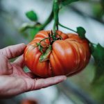 Tomate, le goût avant tout