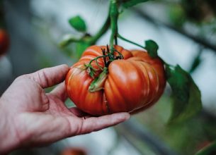 Tomate, le goût avant tout