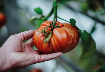 Tomate, le goût avant tout