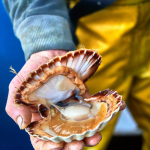 La coquille Saint-Jacques, trésor de la baie de Saint-Brieuc