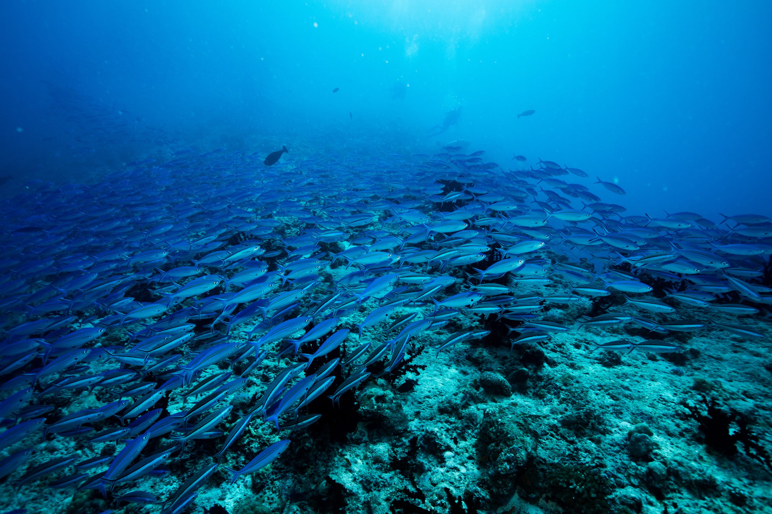 Un colloque pour la pêche durable en février